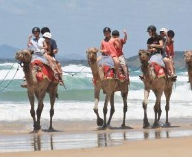 Camel Rides With Coffs Coast Camels Coffs Harbour Accommodation Coffs Harbour